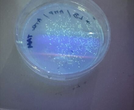 PGLO Photo