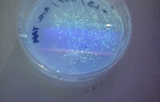 From Jellyfish to Genetics