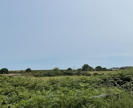 IMG 6429