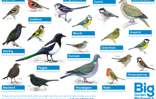 Curriculum Enhancement Week - Birds