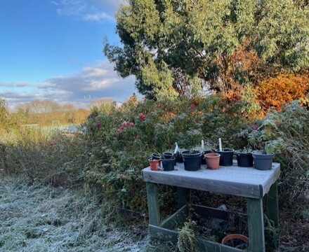 Frosty pots