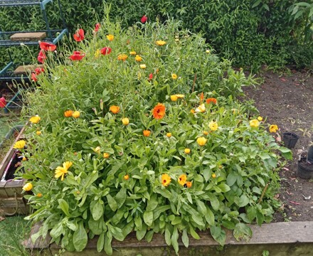 School Garden Flowers