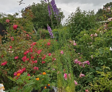 School Garden